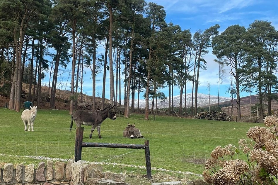image of donkey in a field in front of boolakennedy holiday cottages Tipperary